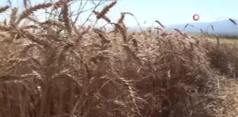 Atıl arazi ekonomiye kazandırıldı, ihtiyaç sahiplerinin yüzü güldü