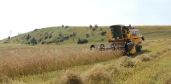 Karabuğday Hasat Edildi