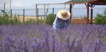 Renk cümbüşü tıbbi bitkiler doğal fotoğraf stüdyosu oluyor