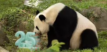 Dev Panda Mei Xiang, 25. Yaş Gününü Washington'da Kutladı