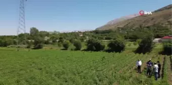 Erzincan'da sebze üretimi artıyor