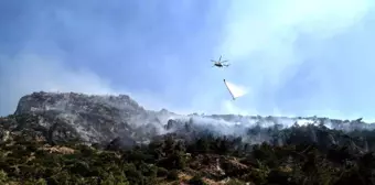 Aydın'ın Söke ilçesinde çıkan orman yangını kontrol altına alındı