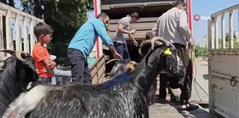 Adıyaman'daki depremzedelere 124 keçi dağıtıldı