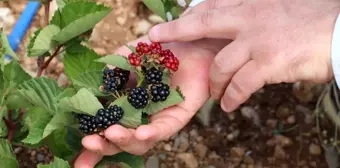 Erzincanlı girişimci Bursa'da böğürtlen yetiştiriciliği yapıyor