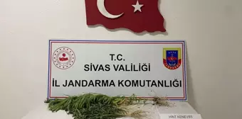 Sivas'ta Yasa Dışı Kenevir Yetiştiricisi Yakalandı