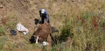 Muş'ta dere yatağına düşen inek kurtarıldı