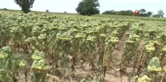 Trakya'da aşırı sıcaklar ayçiçeği üretimini olumsuz etkiliyor