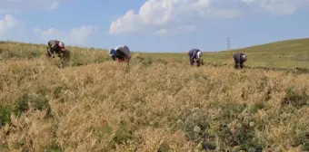 Muş'ta tarım makinelerinin giremediği tarlalardaki nohutlar kadınlar tarafından hasat ediliyor