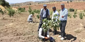 Şırnak'ta Terk Edilen Köylerdeki Araziler Fıstık Bahçelerine Dönüştürülüyor