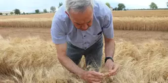 Türkiye'de Ata Tohumu Ahmet Buğdayı İlk Kez Hasat Edildi