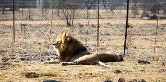 Güney Afrika'da tartışmalı bir turizm sektörü: Tutsak aslan endüstrisi