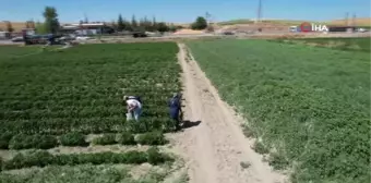 Bu tarlaya gelen istediği ürünü kendi seçiyor