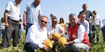 Foça'da Kavun Hasat Şenliği Düzenlendi