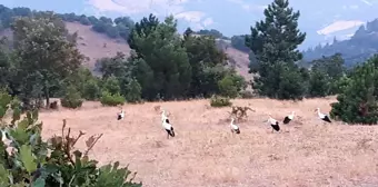 Leylekler Sındırgı'da Elektrik Kesintisine Neden Oldu