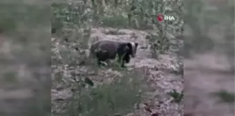 Muğla'da nesli tükenme tehlikesi altında olan porsuk görüntülendi