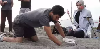 Hatay'da yavru kaplumbağalar denizle buluştu