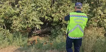 İzmir'de Otomobil Şarampole Yuvarlandı: 2 Kişi Hayatını Kaybetti