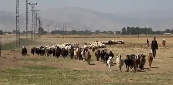 Muş'un Korkut ilçesinde yaylacılar hayvanlarını ovaya indirdi