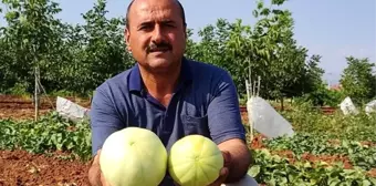 Denizli'nin Çal ilçesinde ata tohumlarından susuz üretilen meşhur Çal kavununda hasat devam ediyor