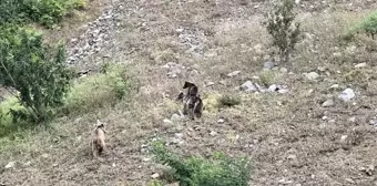 Artvin'de Nehirden Su İçen Ayı ve Yavruları Kaydedildi