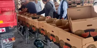 İhracatlık karpuzda hasat dönemi başladı