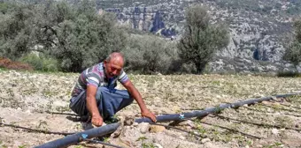 Mersin Büyükşehir Belediyesi Tarımsal Destekleriyle Zeytin Üreticisine Yardım Etti