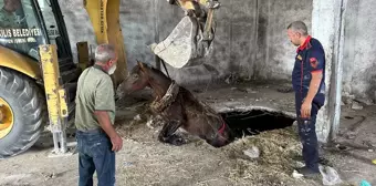 Kilis'te Depo Kuyusuna Düşen At İtfaiye Ekipleri Tarafından Kurtarıldı