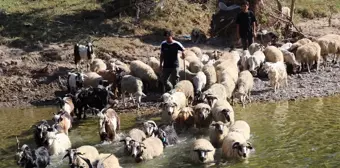 Üniversite mezunu genç, turizm sektöründen hayvancılığa geçti