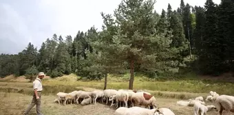 Düzce'deki Yaylalar Doğaseverlerin Tercihi