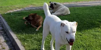 Eskişehir 75'inci Yıl Mahallesinde Başıboş Köpeklerden Şikayet