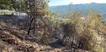 Antakya'da çıkan orman yangını büyümeden söndürüldü