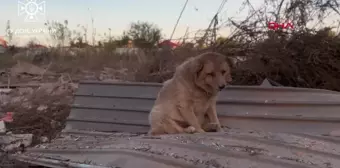 Ukrayna'da düşman saldırısına uğrayan köpek kurtarıldı