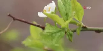 Erik ağacı mevsimleri şaşırdı, Eylül ayının ortasında çiçek açtı