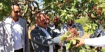 Adıyaman'da Antep Fıstığı Hasadı Başladı