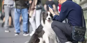 İngiltere'de sahipsiz köpeklerin yarısı önceki sahipleriyle buluştu