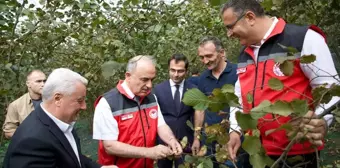 Ordu Valisi Erol, fındık üreticisini ziyaret etti