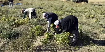 Üretimin yüzde 80 düştüğü Köse fasulyesinin fiyatı 200 TL'ye kadar çıktı