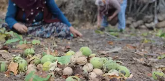 Çorum Oğuzlar ilçesinde ceviz hasadı başladı