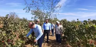 Tekirdağ Tarım ve Orman Müdürü Üzüm Hasadına Katıldı