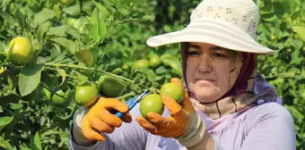 Mersin Erdemli'de Erkenci Limon Hasadı Başladı