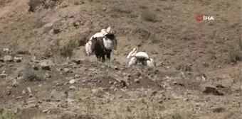 Şırnak'ta yaylalardan heliz otu toplanıyor