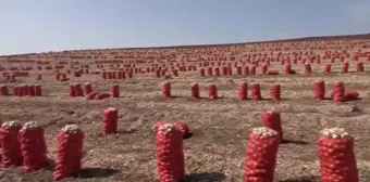 Okullar Açılmasına Rağmen Mevsimlik Tarım İşçisi Çocuklar Tarlada Çalışıyor... 'Para Olmazsa Beni Okula Nasıl Gönderecekler'