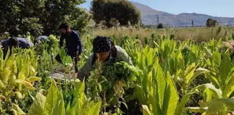 Adıyaman'ın Çelikhan ilçesinde tütün hasadı başladı