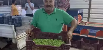 Mersin'de zeytin hırsızlığı çoğaldı, üreticiler bahçelerde nöbet tutuyor