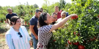 Selçuk nar tanesi ile şenlendi: Üreticiye destek, ürünlere tanıtım