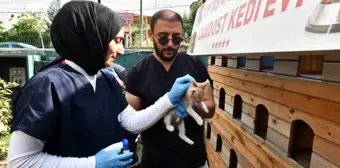 Esenyurt Belediyesi Sokak Hayvanlarına İç Dış Parazit ve Kuduz Aşısı Uyguluyor