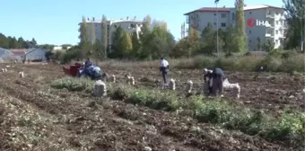 Mor Patatesin Hasadına Başlandı