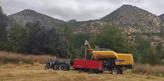 Ankara'nın Nallıhan ilçesinde çeltik hasadı başladı