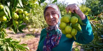 Seferihisar ve Gümüldür'de Satsuma Mandalinası Hasat Sezonu Başladı