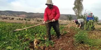 Yozgat'ta Şeker Pancarı Hasadı İmece Usulü Yapılıyor